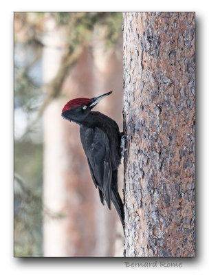 Pic noir- Black woodpecker