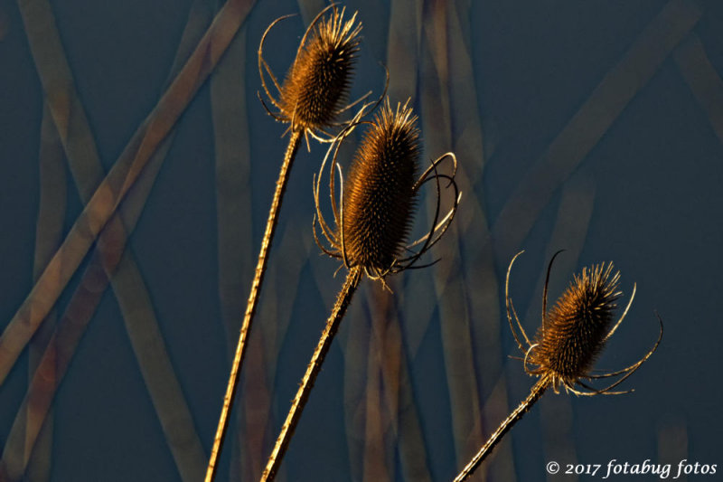 Teasel and Reeds