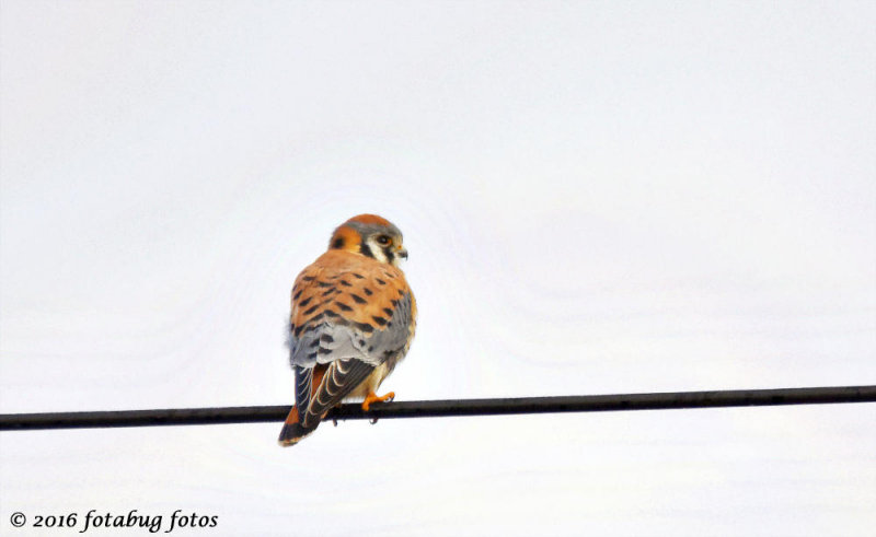 American Kestrel