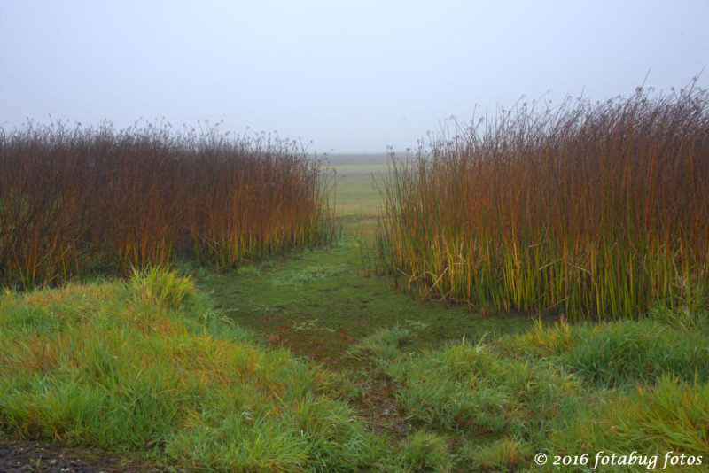 In Fern Ridge Wildlife Area