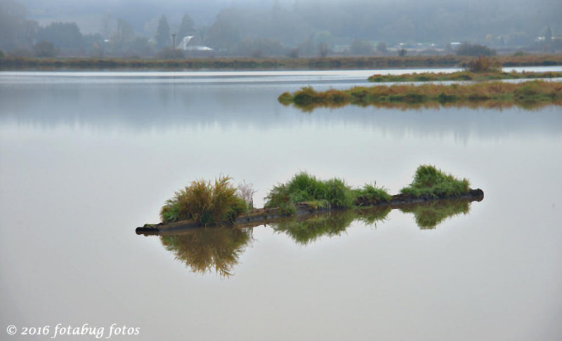 In Fern Ridge Wildlife Area