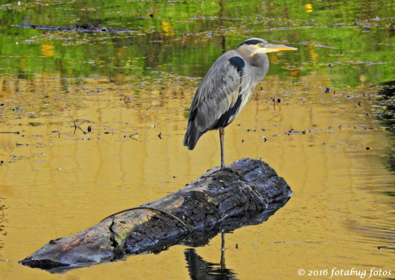 Delta Ponds Log Rolling Champion