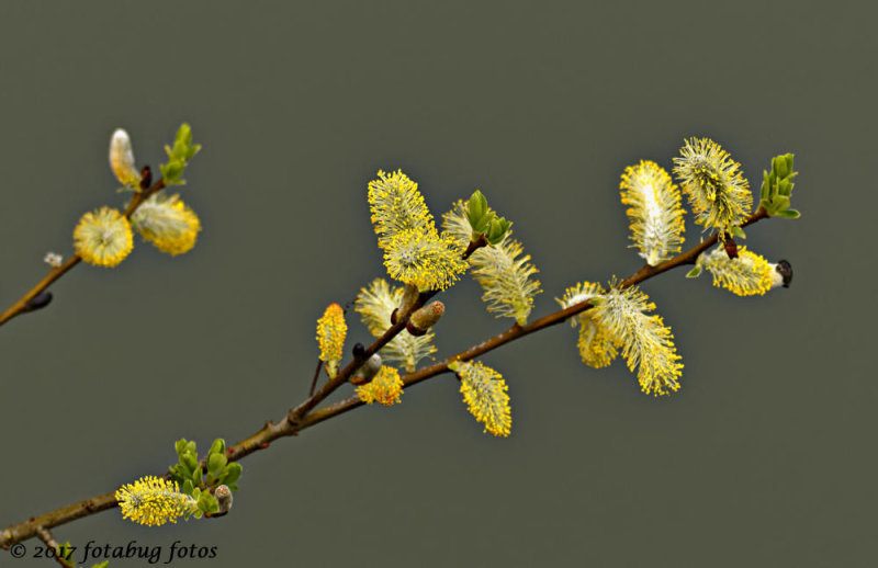 Willow Tree Catkins