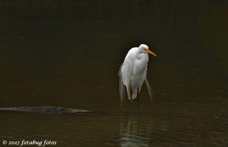 Great Egret Starting to Show Breeding Plumage