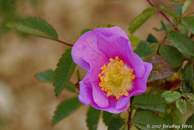 Wild Rose at Clearwater Park