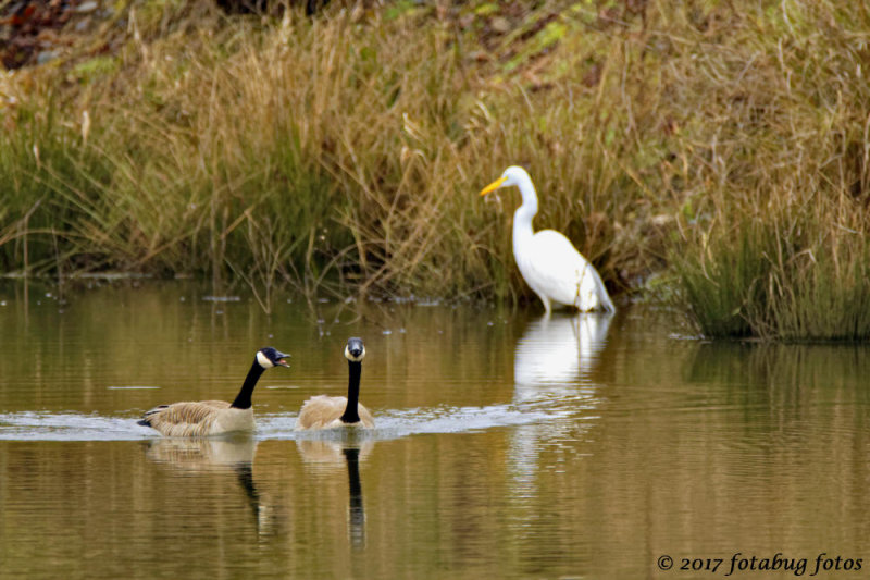 I Saw You Looking at that Egret!