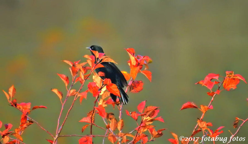 Redwing Blackbird in Pretty Fall Setting