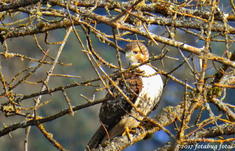 Red-tailed Hawk, I Presume!