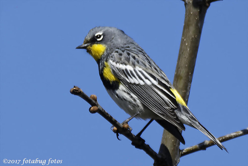 A Beautiful Yellow-rumped Warbler