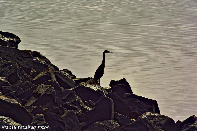 Heron on the Rocks