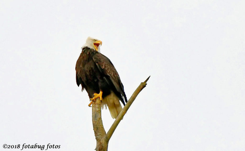 Bald Eagle Calling at Delta Ponds