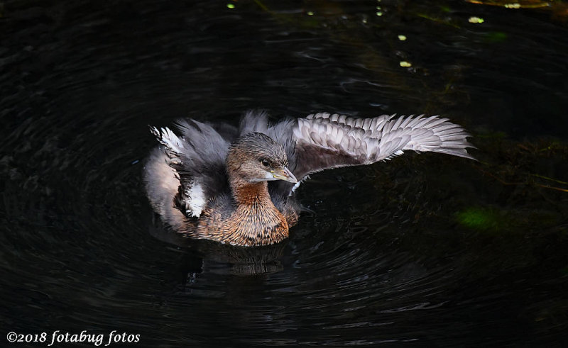 Poor Little Pied-billed Grebe is Missing a Wing!