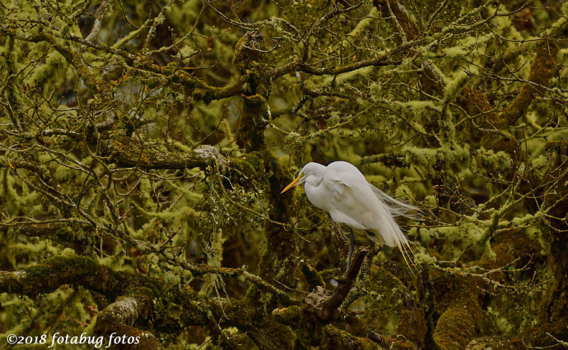 Great Egret Beginning to show Breeding Plumage