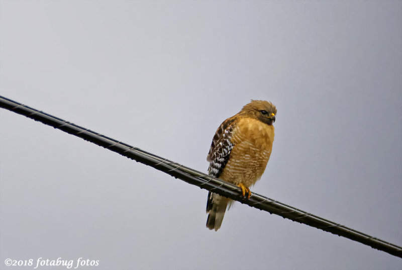 Bird on a Wire - I think  it is a Red-shouldered Hawk