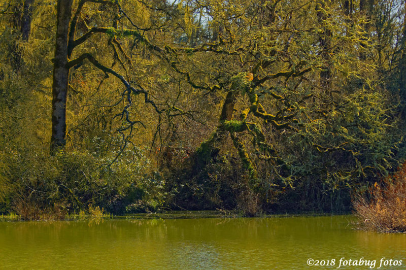 A Beautiful Pond in Kirk Park