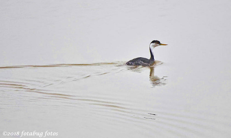 Western Grebe