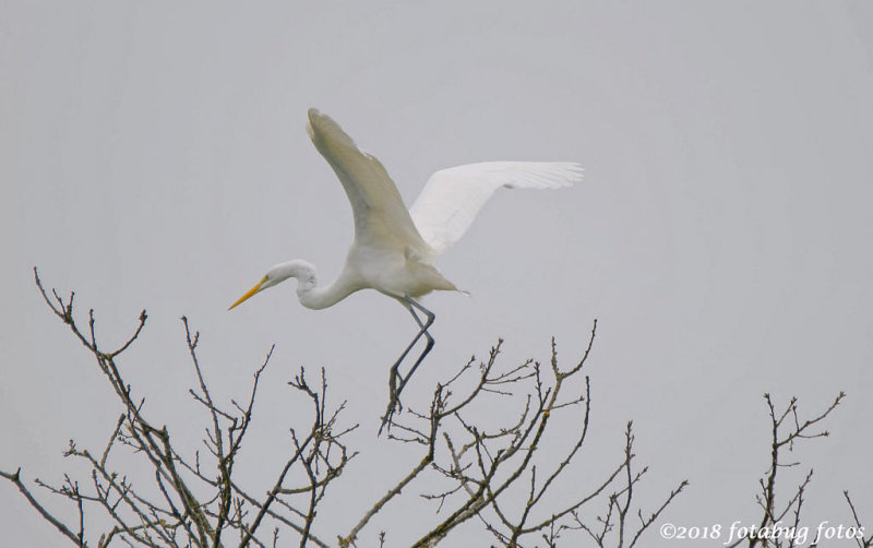 The Egret Is Landing!