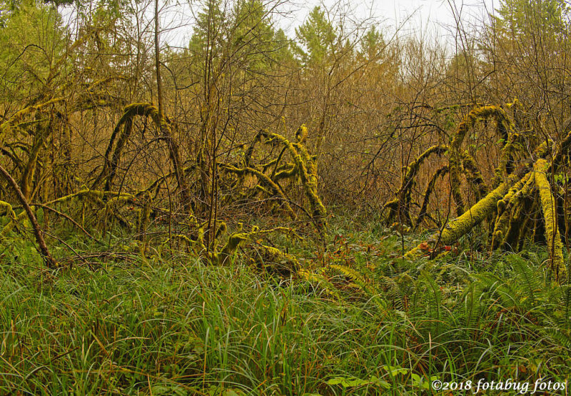 Zumwalt Park Nature Walk