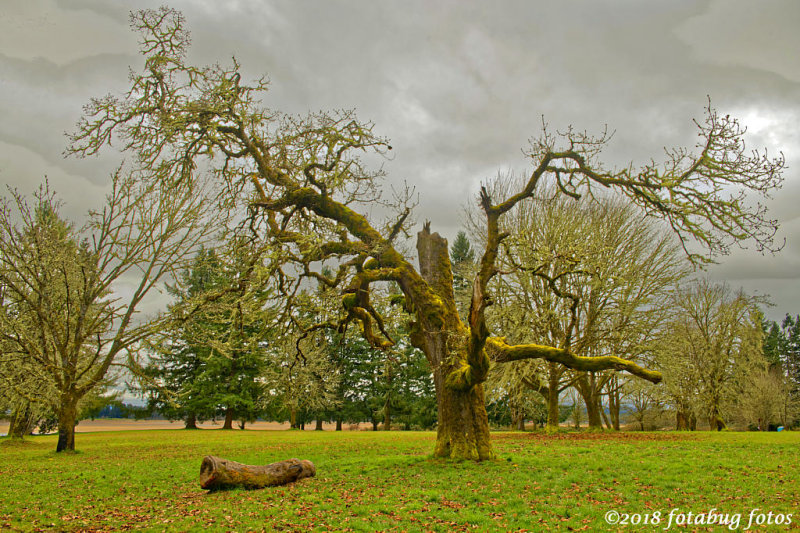 The Ellmaker Oak Tree