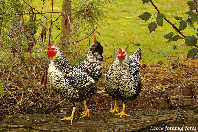 A Couple Cute Chicks!