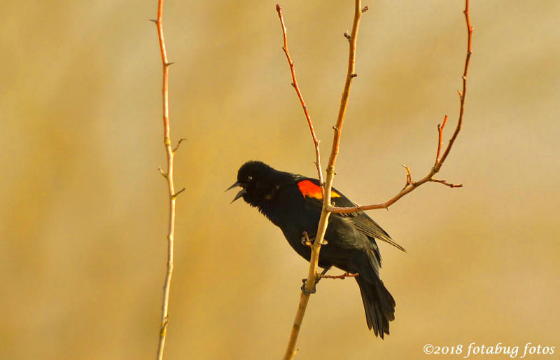 Song by Redwing Blackbird