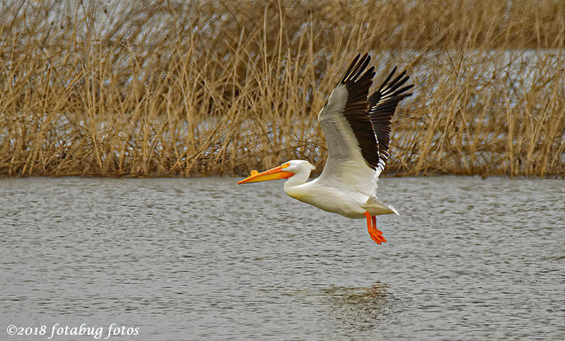 American White Pelican