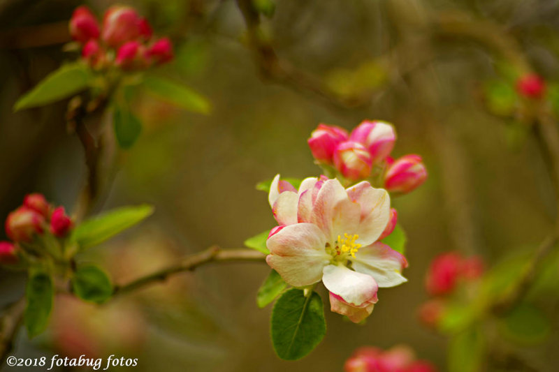 Apple Blossom Time!