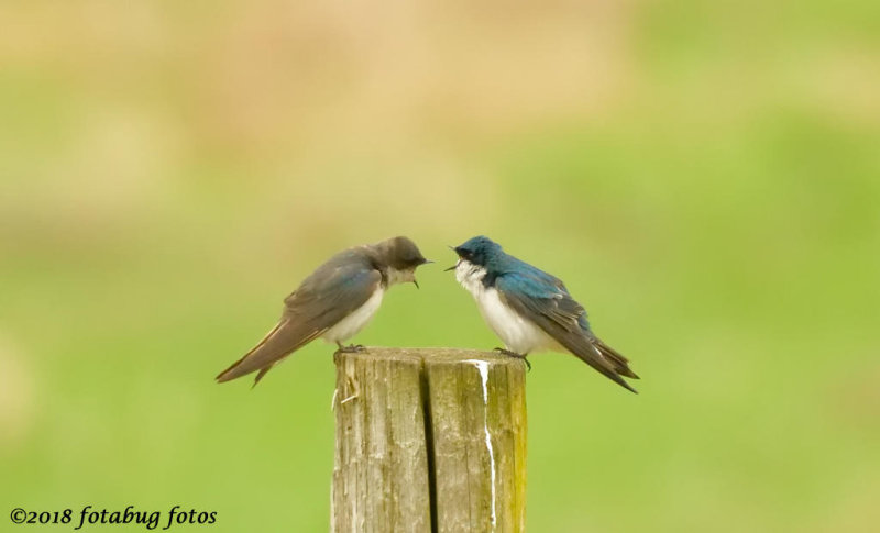 Family Squabble?