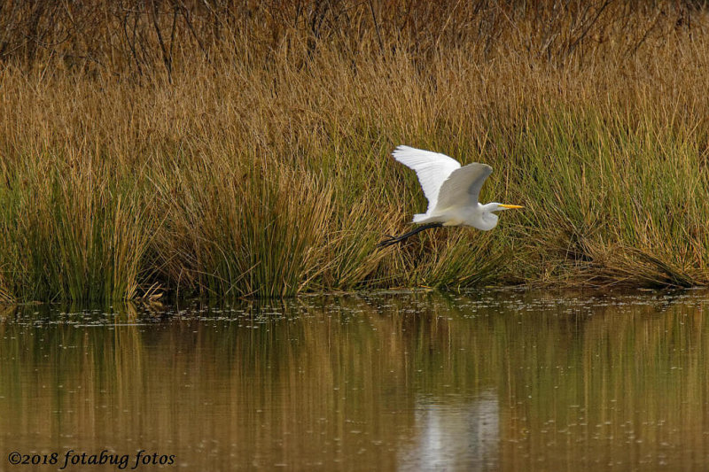 Great Egret on the Wing