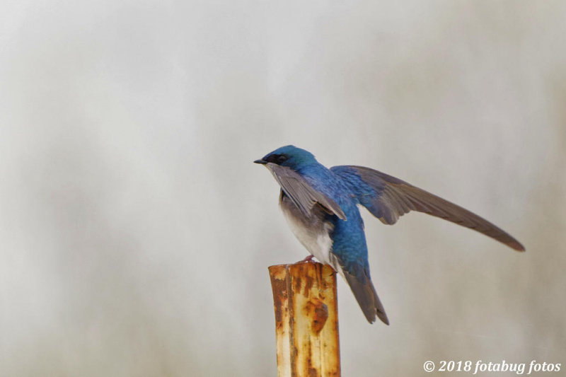Tree Swallow, Spread Your Wings!