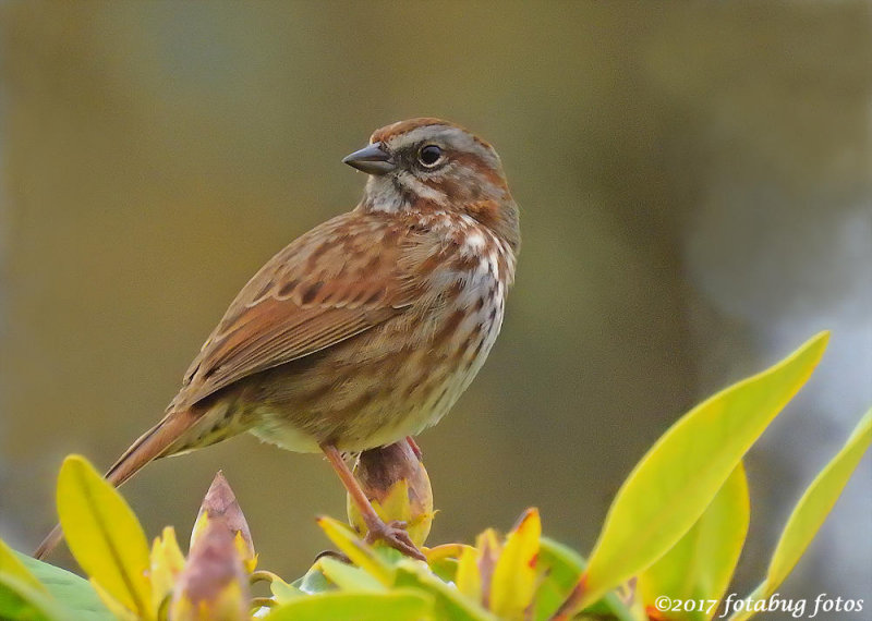 Song Sparrow