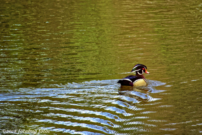 The Beautiful Designed Wood Duck!