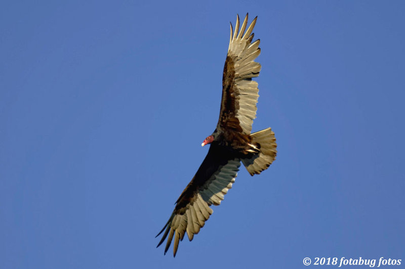 It may just be a turkey vulture, but I still like them.  :)