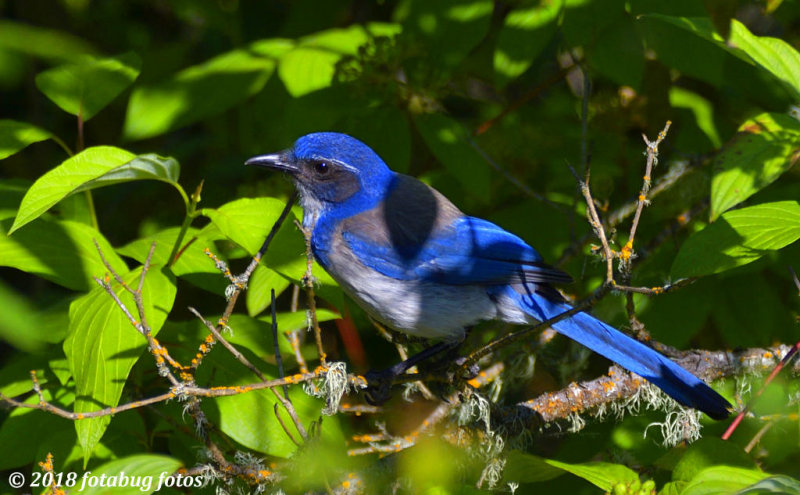 Now called the 'California Scrub Jay'