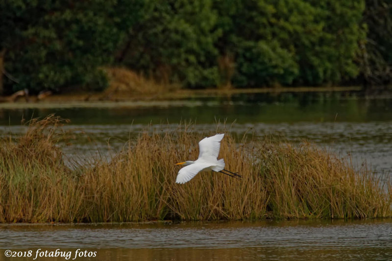 Great Egret at Kirk Pond