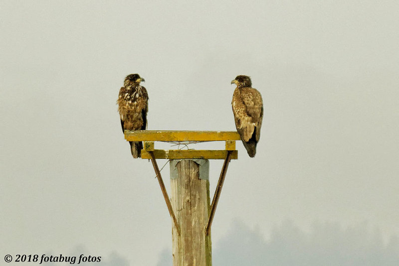 Immature Bald Eagle Pair