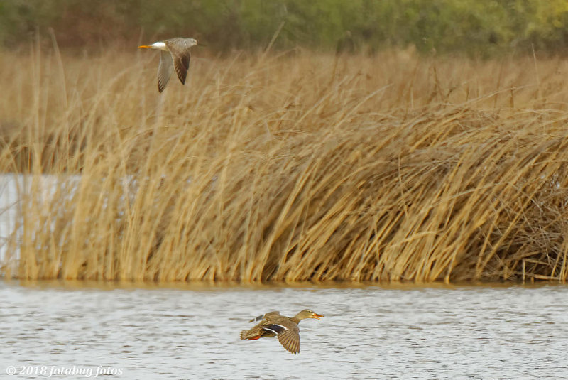 Flying Low!  But Who?  Greater Yellowlegs and Female Mallard