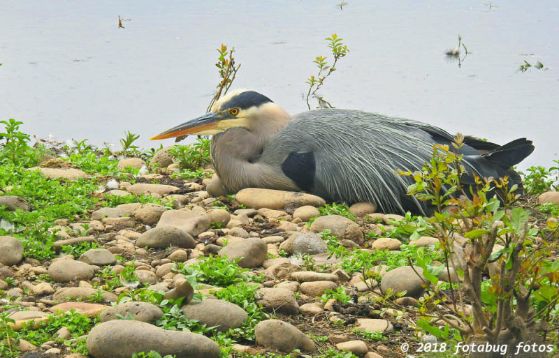 Great Blue Heron At Rest