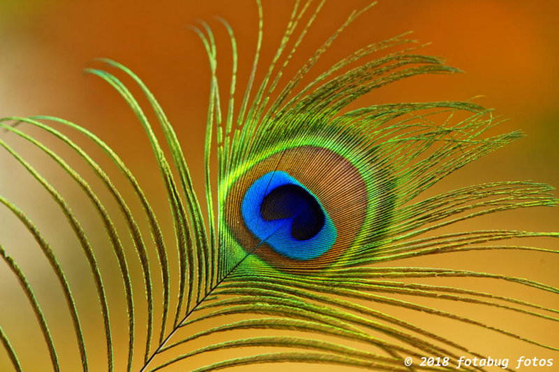 Peacock Feather in Warm Light