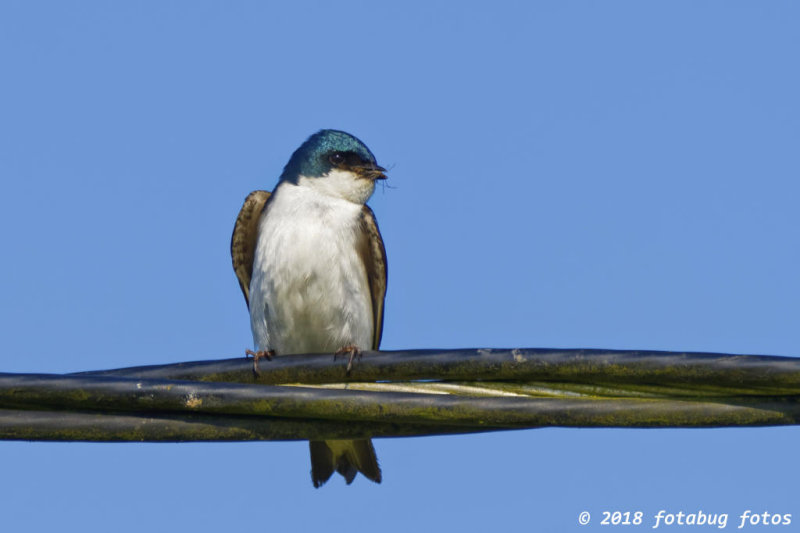 Tree Swallow With Lunch