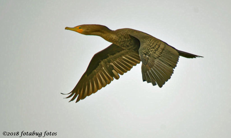 Cormorant Flying Low