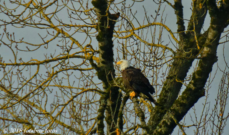 The Bald Eagles Amazing Vision!