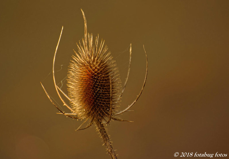 Teasel, Both Good and Bad