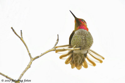 Celebrate Hummingbirds