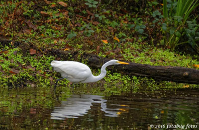 Great White Egret at Delta Ponds