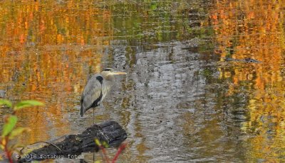 Great Blue Heron with fall colors at Delta Ponds