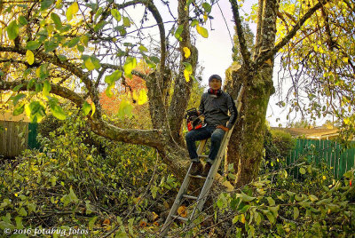 Pruning Our Old Apple Tree
