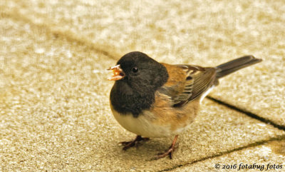Dark-eyed Junco Complaining About the Weather