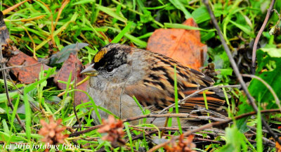 Golden Crowned Sparrow