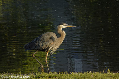 The Great Blue Heron, a Wonder of Nature!